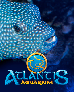 Aquarium Atlantis - Groupe Mixte