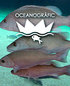 Oceanogràfic